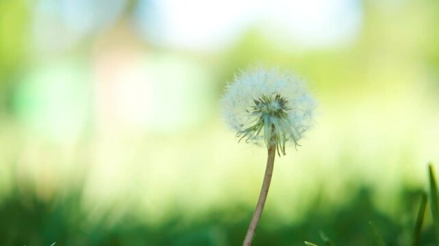 Blowing Dandelion Seeds Flying in the Wind with Green Bokeh and Copy Space for Text Background