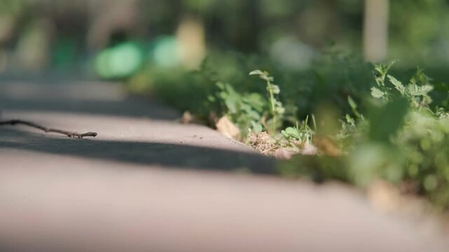 Ants Crawling on Park Path with Green Foliage and Copy Space for Text Background