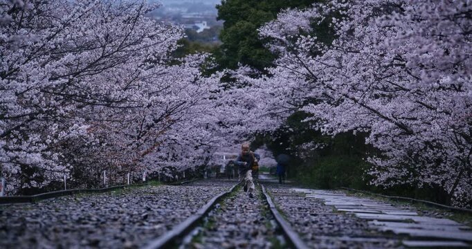 Little boy with backpack running on tracks surrounded by cherry blossoms toward camera in slow motion