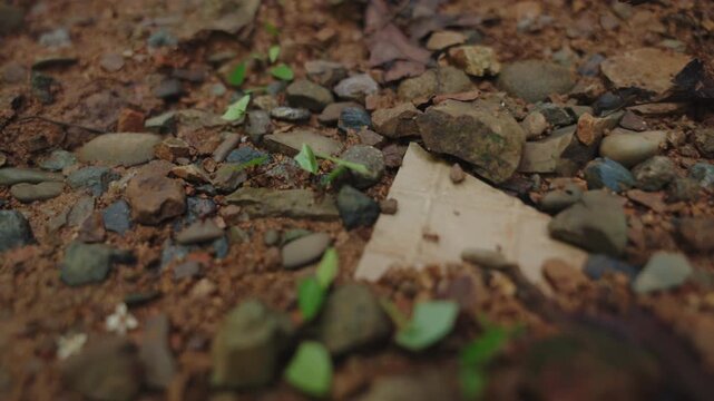 Leafcutter ants (Atta) marching along a rocky forest trail, carrying leaf fragments.