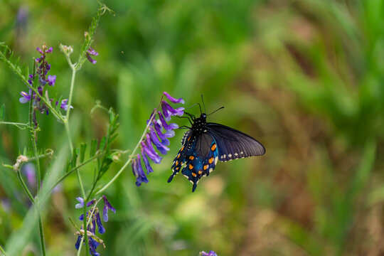 Pipevine swallowtail butterfly resting on a purple vetch wildflower
