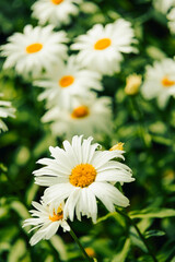 Fototapeta premium daisies bloom in garden during spring next to green leaves on sunny day. Daisies with white petals and yellow centers grow in garden. sun shines green leaves surround them, lively scene in spring