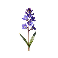 Obraz premium Delicate blue gentian flower isolated on white background for botanical illustration