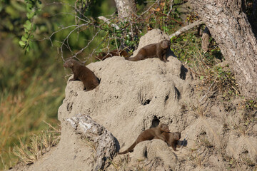 Obraz premium Südliche Zwergmanguste auf Termitenhügel / Dwarf mongoose at Termit's nest / Helogale parvula