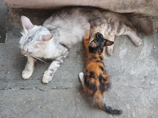 Fototapeta premium gray cat and her breastfeeding kittens