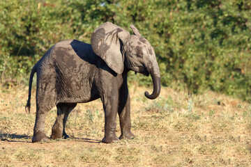 Fototapeta premium Afrikanischer Elefant / African elephant / Loxodonta africana