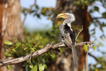 Rotringtoko oder Südlicher Gelbschnabeltoko / Southern yellow-billed hornbill / Tockus leucomelas © Ludwig