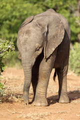 Fototapeta premium Afrikanischer Elefant / African elephant / Loxodonta africana