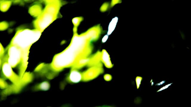 Abstract Lime Green Fluid Patterns on Black Background Panning Left to Reveal Dynamic Shapes