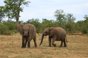 Fototapeta premium Afrikanischer Elefant / African elephant / Loxodonta africana