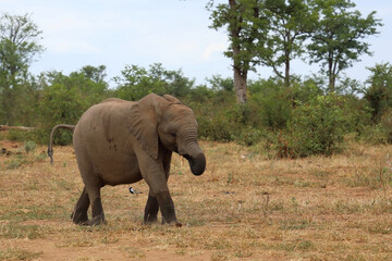 Fototapeta premium Afrikanischer Elefant / African elephant / Loxodonta africana