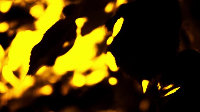 Abstract Yellow Gold Fluid Patterns on Black Background Pattern Panning Left to Reveal Dynamic Shapes