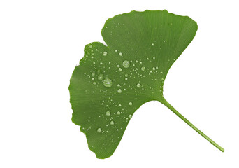 Obraz premium Fresh ginkgo biloba leaf with water droplets isolated on white background, top view