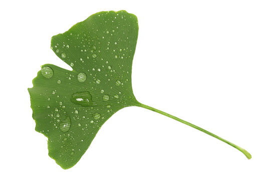 Fresh ginkgo biloba leaf with water droplets isolated on white background, top view