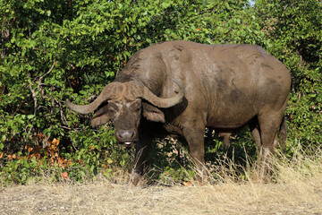 Fototapeta premium Kaffernbüffel / African buffalo / Syncerus caffer
