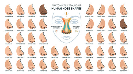 Obraz premium Vector Icons Anatomical Catalog of Human Nose Shapes Chart Showing Various Profiles and Nasal Structure. EPS Editable