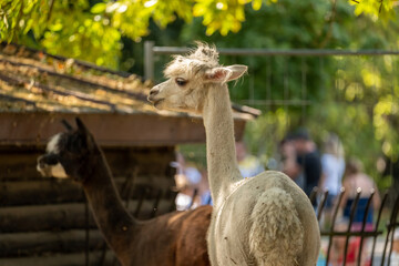 Naklejka premium Two alpacas in a zoo enclosure, white alpaca side profile with long neck and shaggy hair in foreground and brown alpaca blurred behind, sunny leafy outdoor animal portrait with shallow depth of field