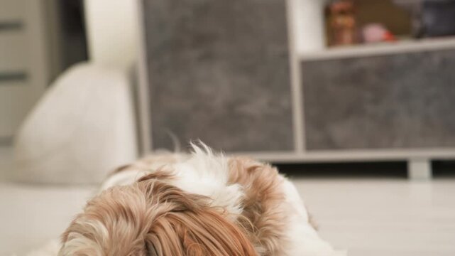 Small shih tzu dog lies alert, responding to gentle hand gesture and blue ring toy dog sniffs and turns head on light floor in living room, intimate attentive mood and household comfort.