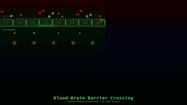 Medical animation clearly shows targeted drug delivery guiding agents across the blood brain barrier to precisely reach central nervous system cells.