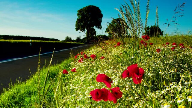 bumblebee in poppies on the background of the road