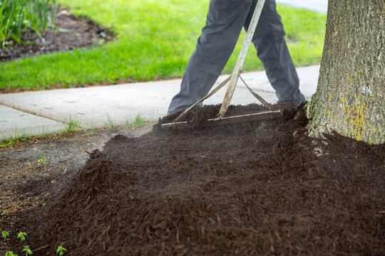 Process of Landscaper raking fresh mulch around bushes in street 