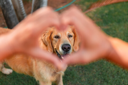 Golden retriever dog framed by heart hands showing pet love