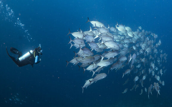 SCUBA Diver with School of Trevally Fish in Deep Blue Water