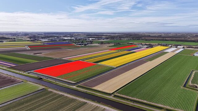 Colorful tulip fields near Lisse. Netherlands. Aerial 4K/60fps drone footage on a sunny spring day in rural Dutch tulip farming region.