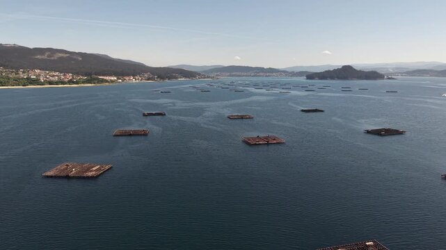 Mussel rafts dotting the waters of ria de pontevedra, a key aquaculture area in galicia