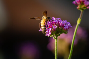 Bee flower purple pollination insect blossom nectar garden macro nature © IndyTimePhoto