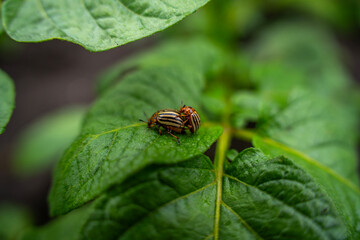 Two colorado potato beetles mating on green potato leaves, leptinotarsa decemlineata insect pests destroying agricultural crop. © Marina
