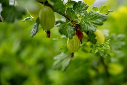 Gooseberry branch with ripening green fruits close up, ribes uva crispa bush with berries developing in spring orchard.