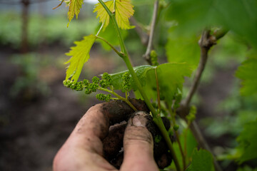 Fototapeta premium Dirty human hand holding a young grapevine shoot with immature green flower cluster development close up, viticulture and organic farming concept.