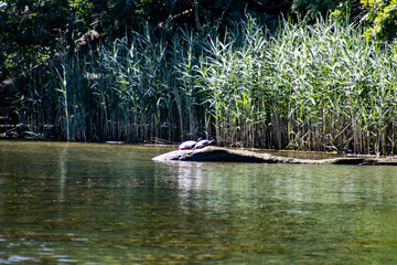 Naklejka premium turtles in the sun