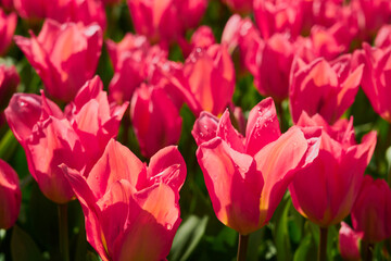 Obraz premium Vibrant Pink Tulip Field in Bloom on a Sunny Spring Day.