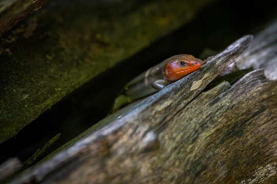 A colorful broad head skink with a bright orange head rests on a weathered log, its scales blending into the woodland surroundings as it watches from the shadows.