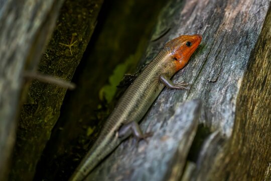 A colorful broad head skink with a bright orange head rests on a weathered log, its scales blending into the woodland surroundings as it watches from the shadows.