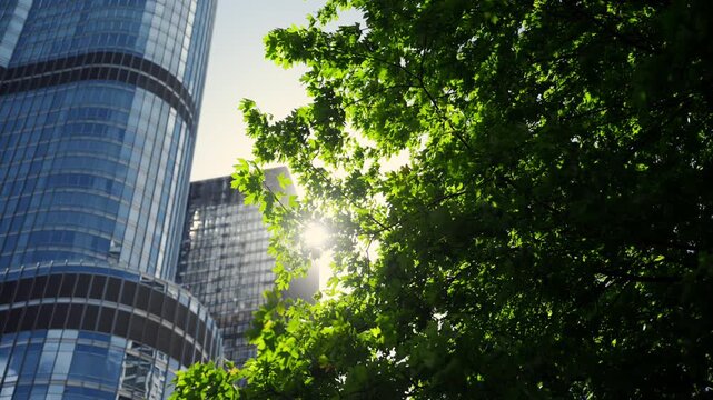 Sunlight shining through green trees beside modern glass skyscrapers in downtown city. Urban nature and architecture during bright summer day.