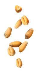 Obraz premium Many wheat grains falling against white background