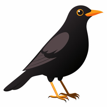 Un oiseau noir m&acirc;le en Angleterre