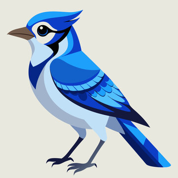 Geai bleu, au garde-corps
