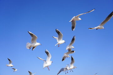 Fototapeta premium A Flock of Gulls Soaring in the Sunlight