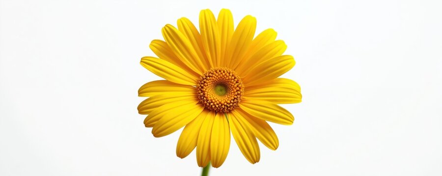 Bright yellow gerbera daisy flower isolated on pure white background. Simple bloom with vibrant petals and detailed center. Fresh flora captures spring summer feeling.