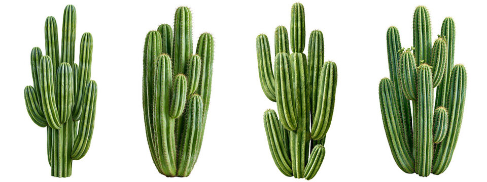 organ pipe cactus set isolated on white transparent background - design element cut-out object collection