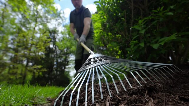 Landscaper raking fresh mulch around bushes in residential garden. Close up footage of Lawn care and yard maintenance work in suburban backyard during spring season.