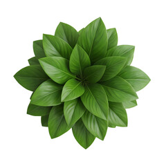 Fototapeta premium Top View of Lush Green Plant Leaves