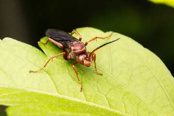 Naklejka premium Paper wasp