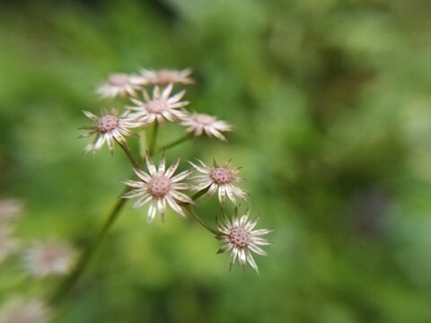 Dry seeds of Sky mustard weed (Cyanthillium cinereum), a wild plant used as a herbal medicine