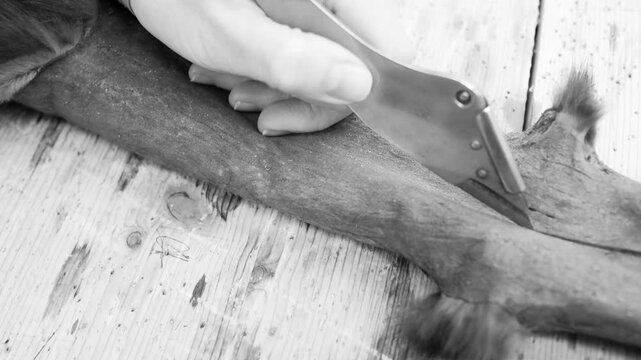 Close up of a furrier hands performing detailed manipulations on a small wild animal pelt on a wooden table for handcrafted fur coat production in northern traditional crafts