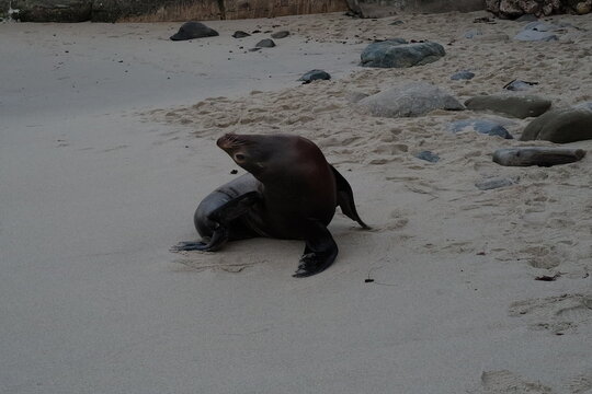 sea lion on the beach